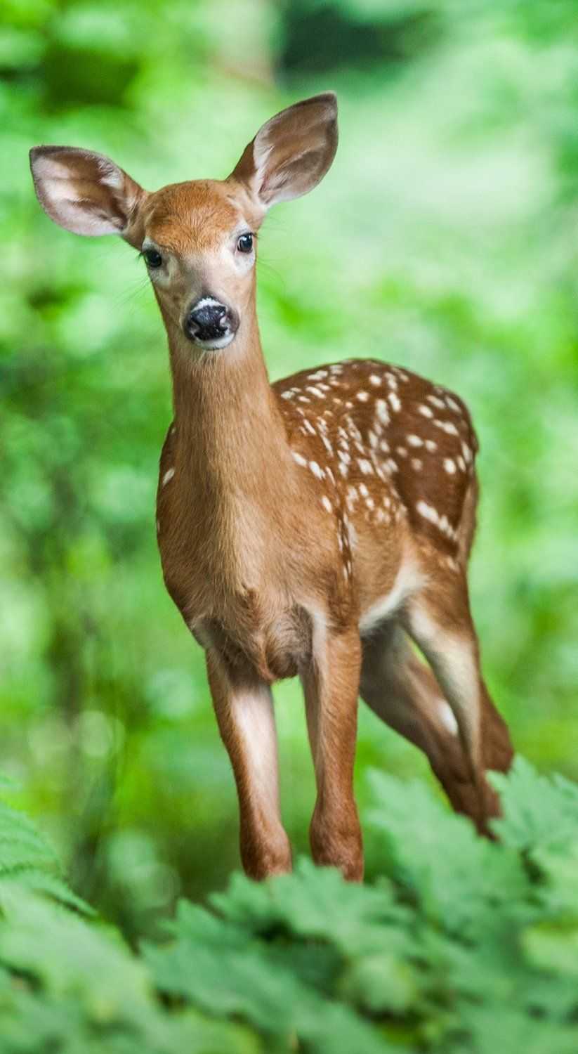 Cute Deer Wallpapers