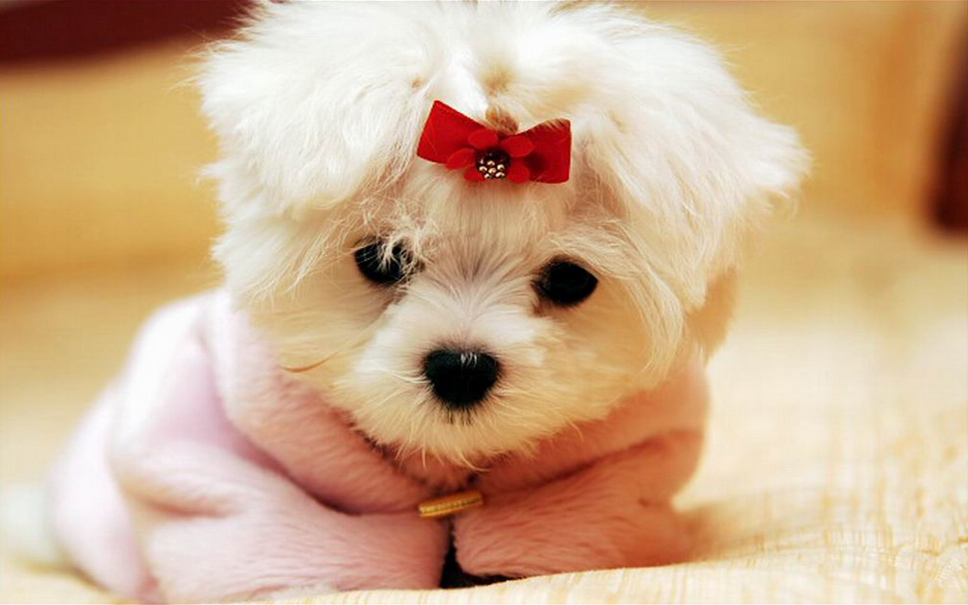 Cute Dog Wallpaper Wallpapers