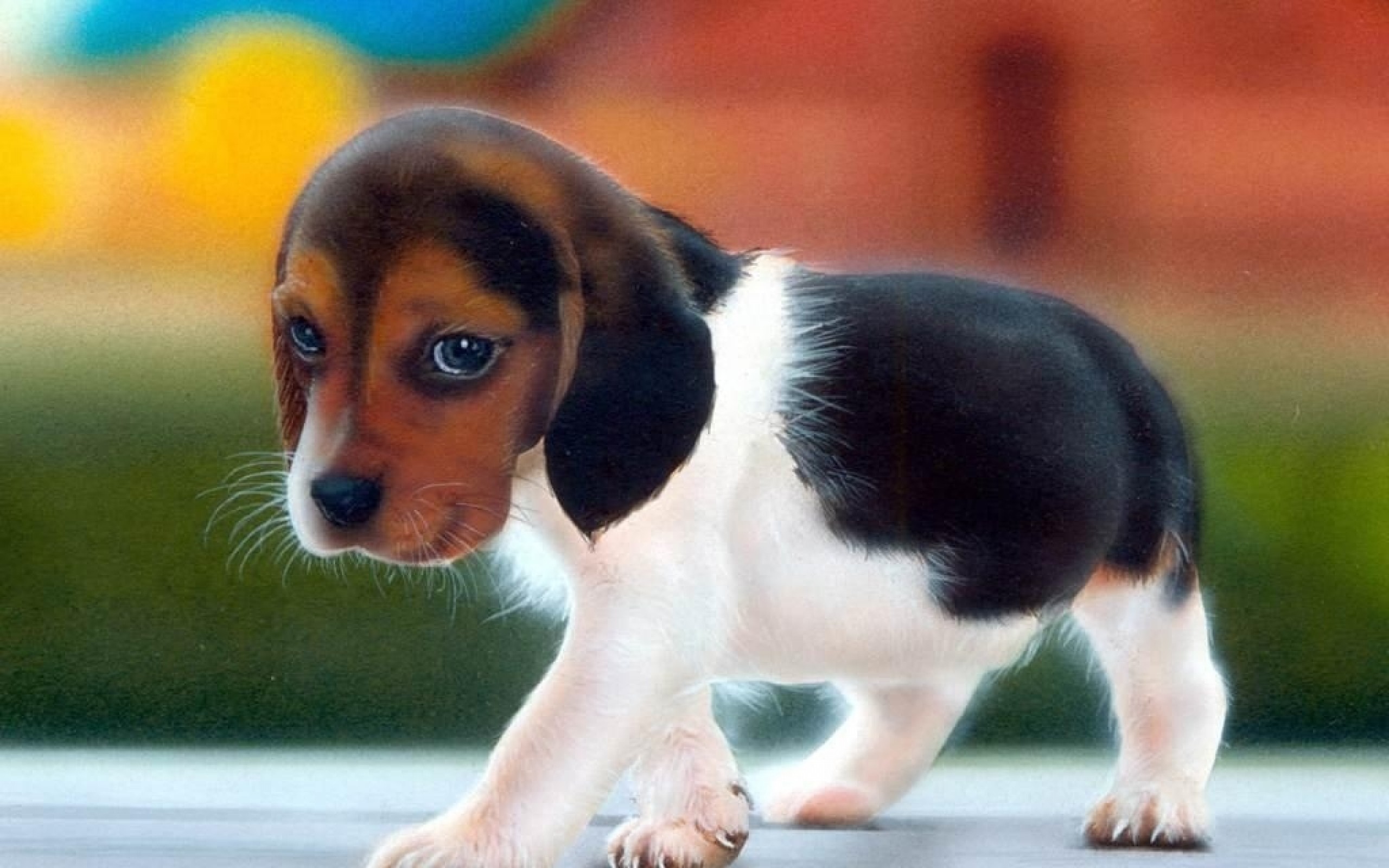 Cute Dog Wallpapers