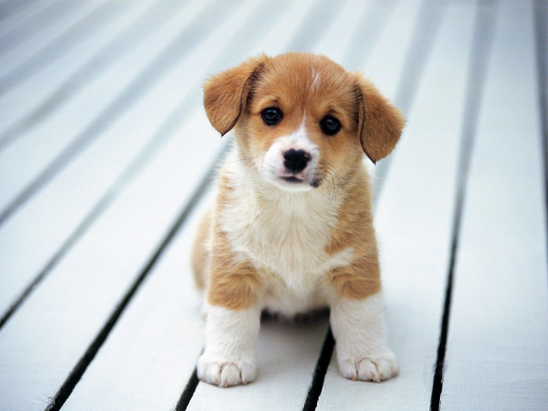 Cute Dog Wallpapers Wallpapers