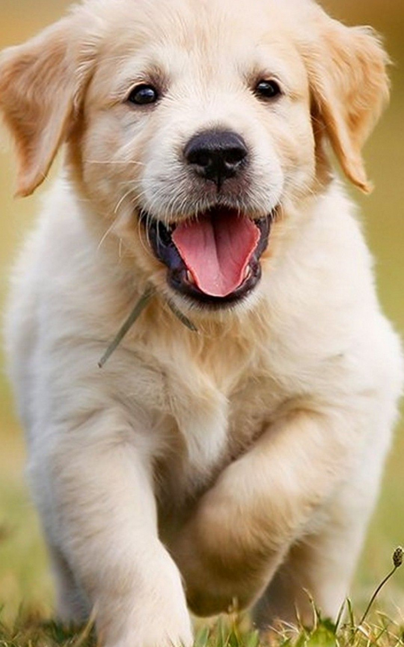 Cute Dog Wallpapers Wallpapers