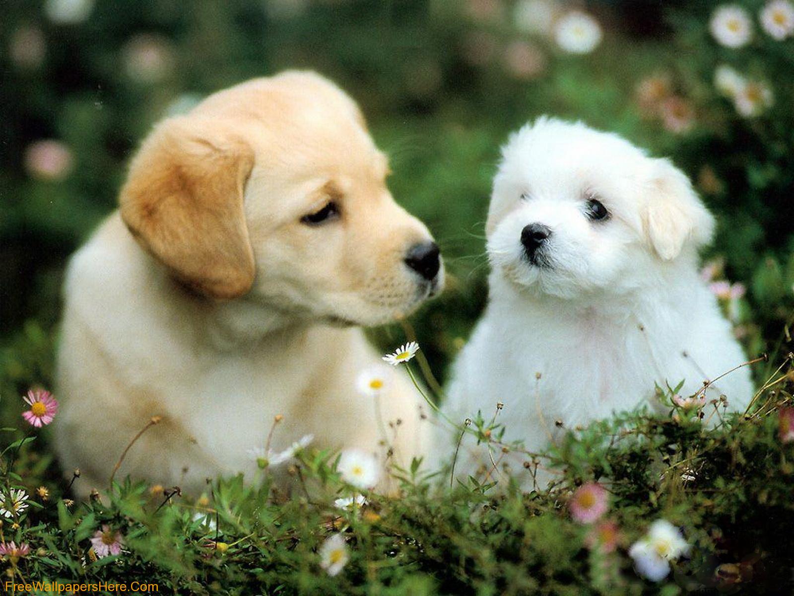 Cute Dog Wallpapers Wallpapers