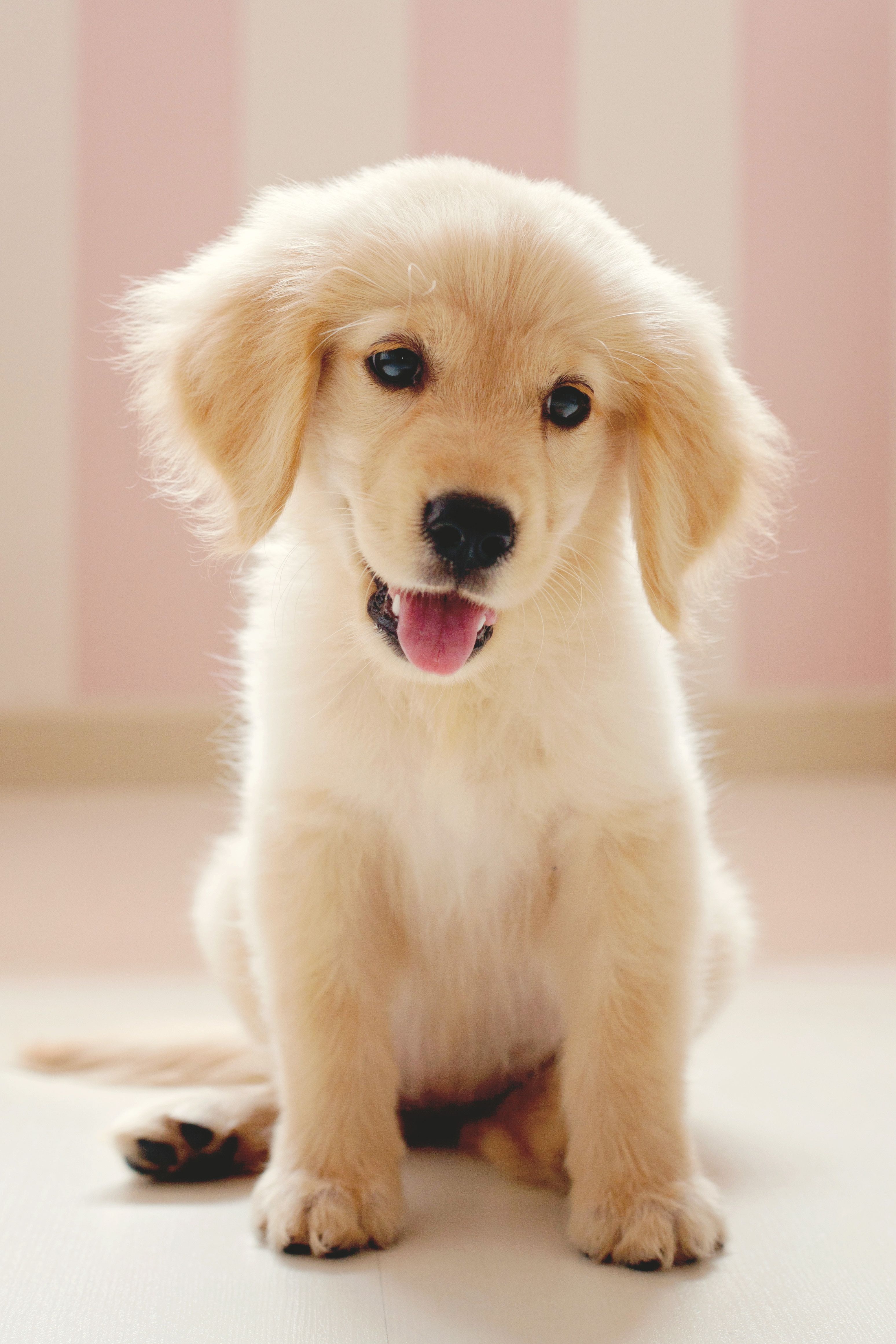 Cute Dog Wallpapers Wallpapers