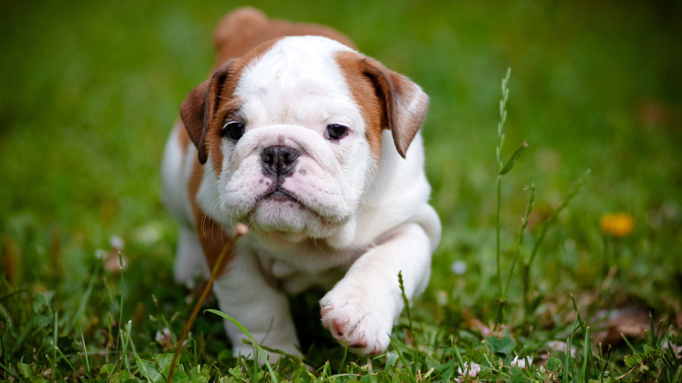 Cute Dog Wallpapers Wallpapers