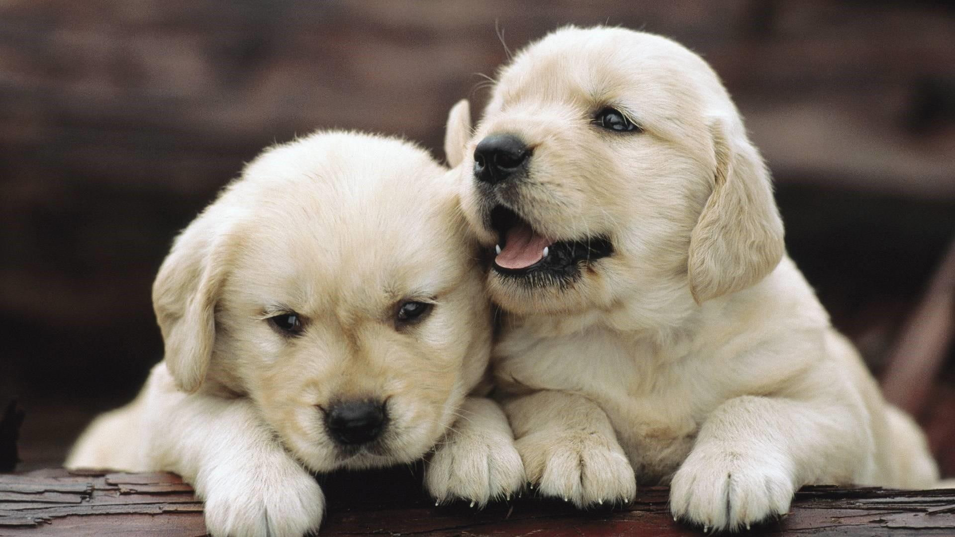 Cute Dog Wallpapers Wallpapers