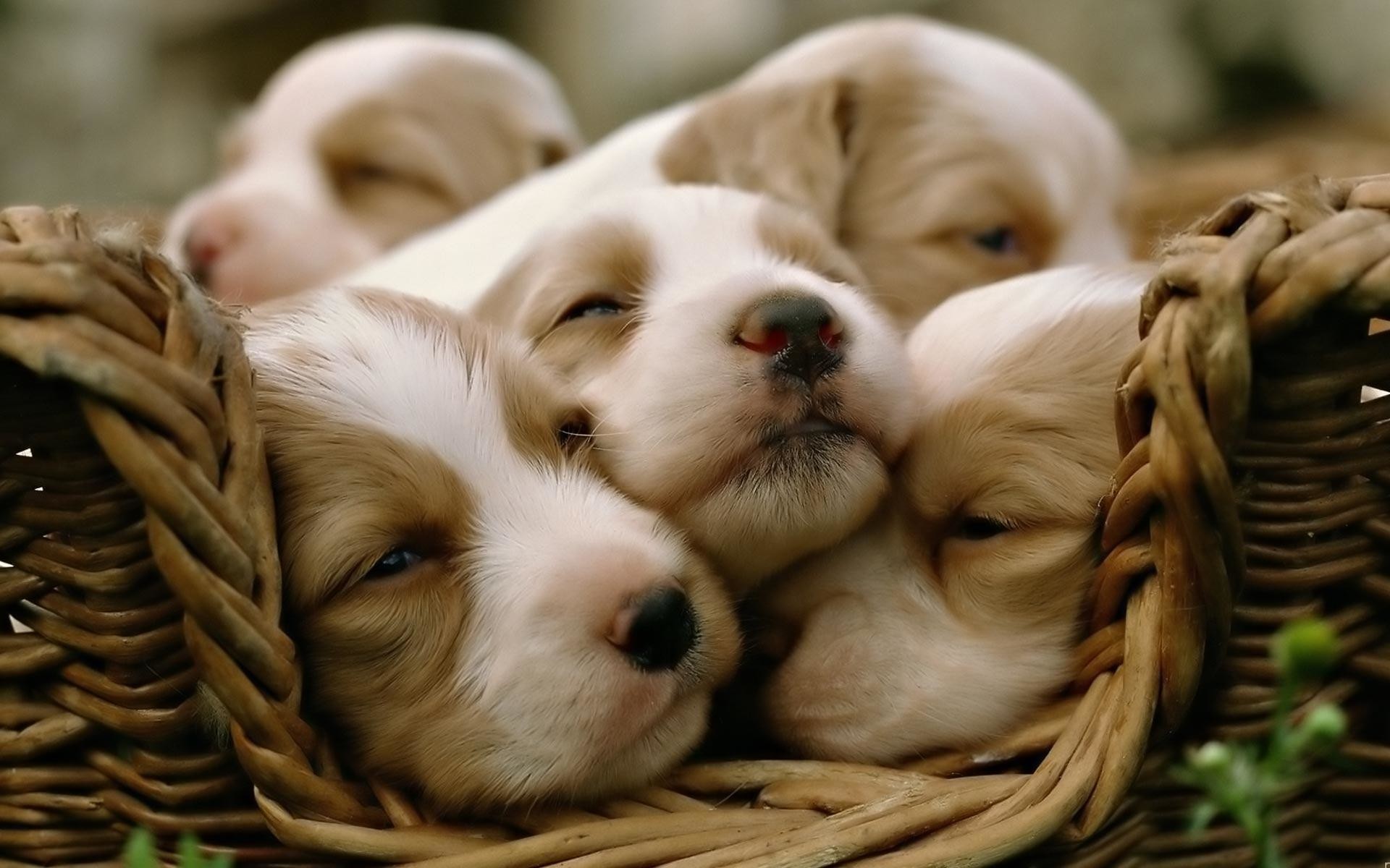 Cute Dogs And Puppies Wallpaper Wallpapers