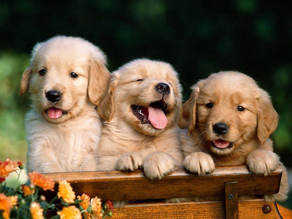 Cute Dogs And Puppies Wallpaper Wallpapers