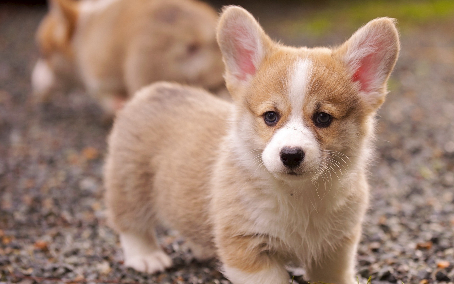 Cute Dogs And Puppies Wallpaper Wallpapers