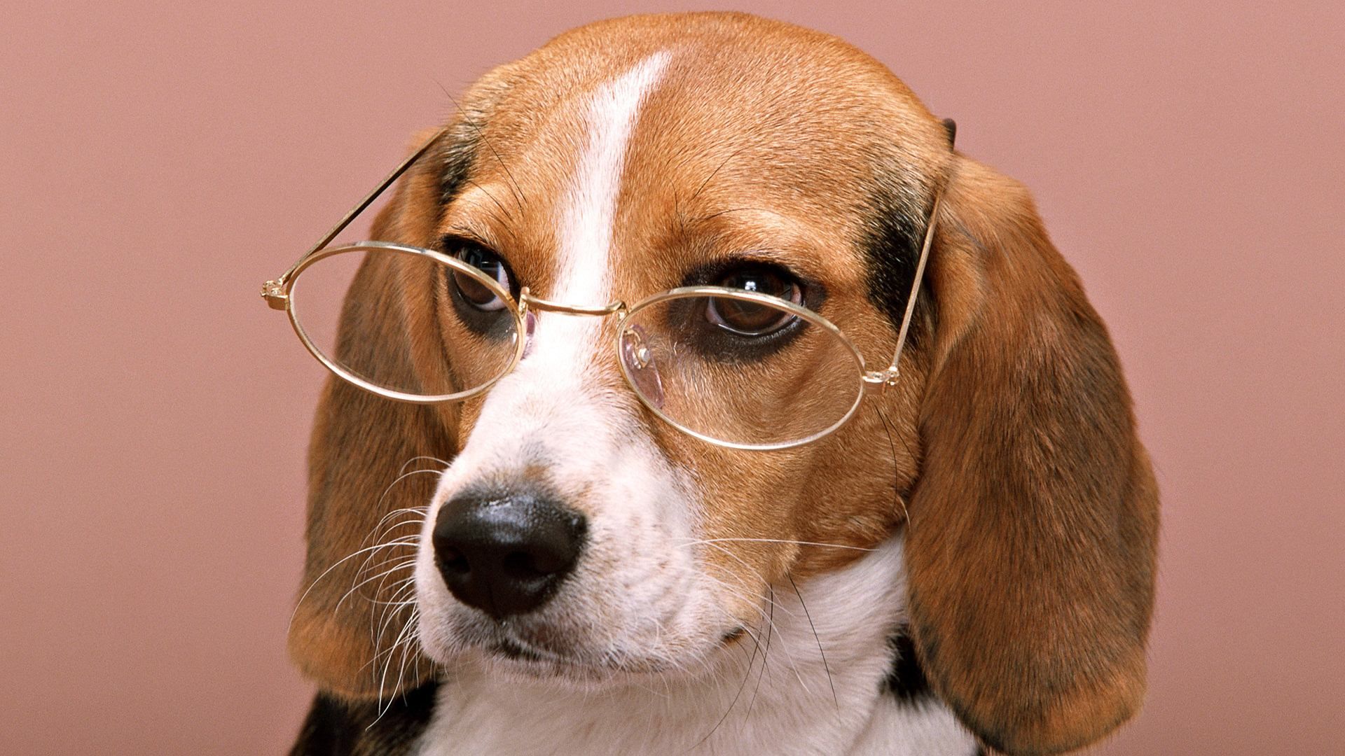 Cute Dogs With Glasses Wallpapers