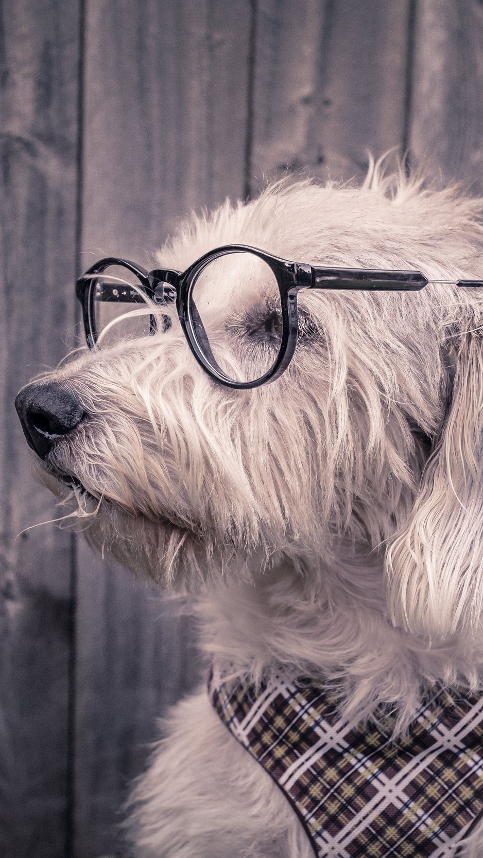 Cute Dogs With Glasses Wallpapers