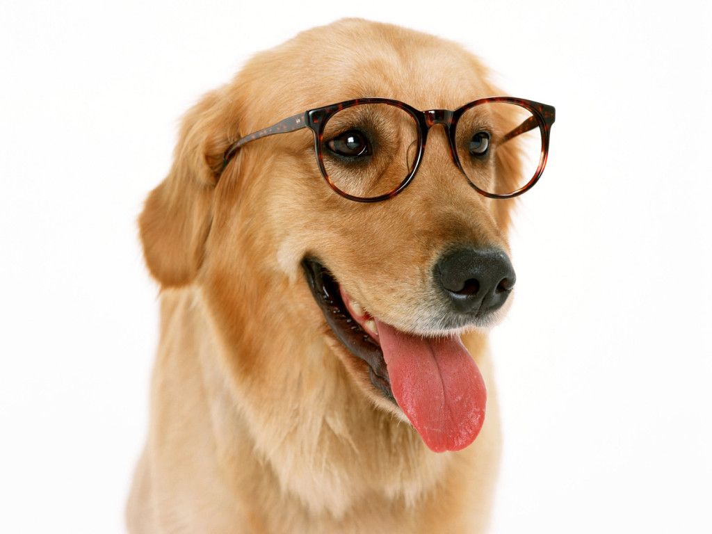 Cute Dogs With Glasses Wallpapers