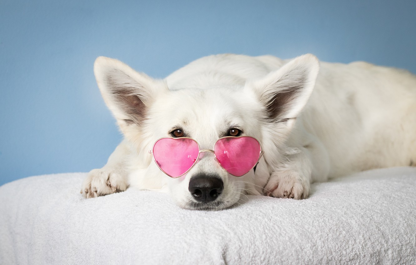 Cute Dogs With Glasses Wallpapers