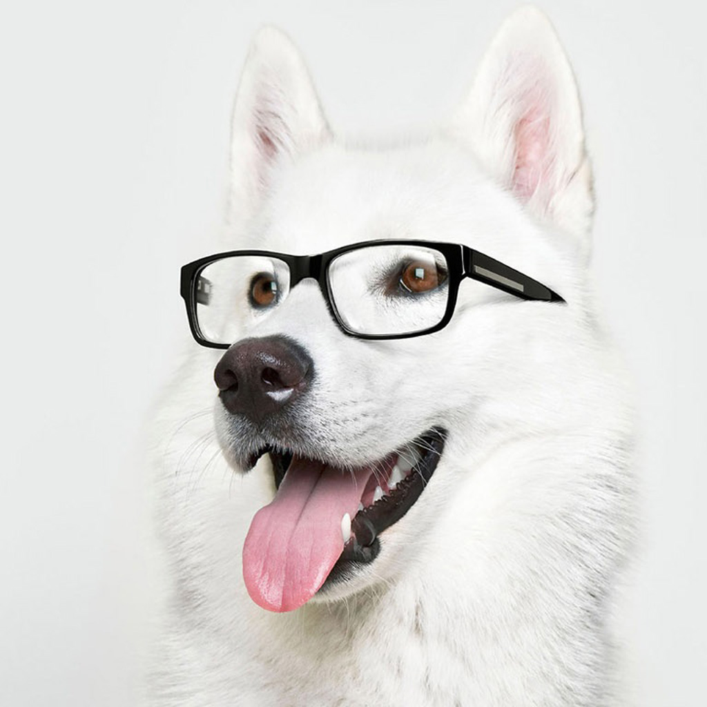 Cute Dogs With Glasses Wallpapers