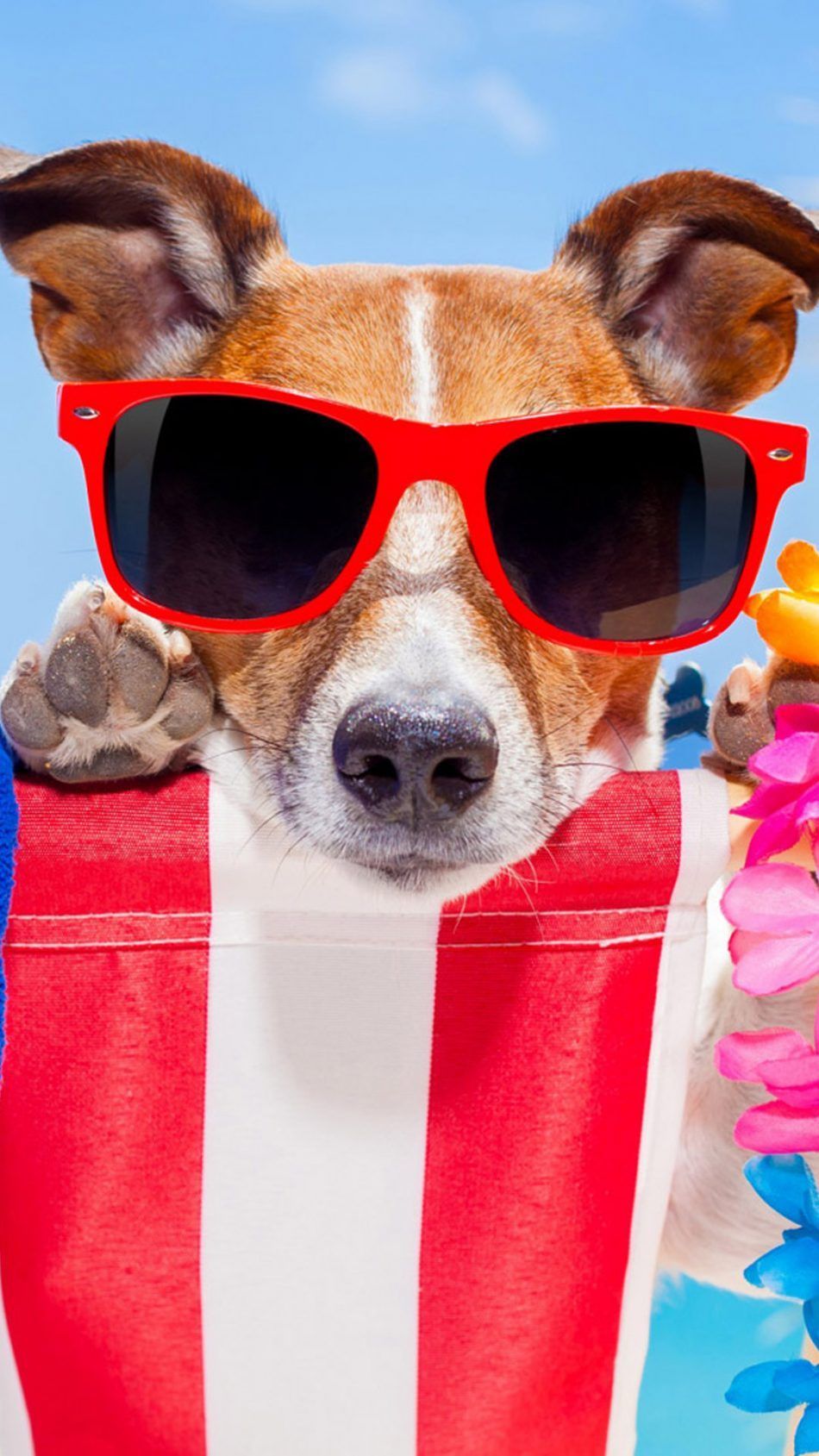 Cute Dogs With Glasses Wallpapers