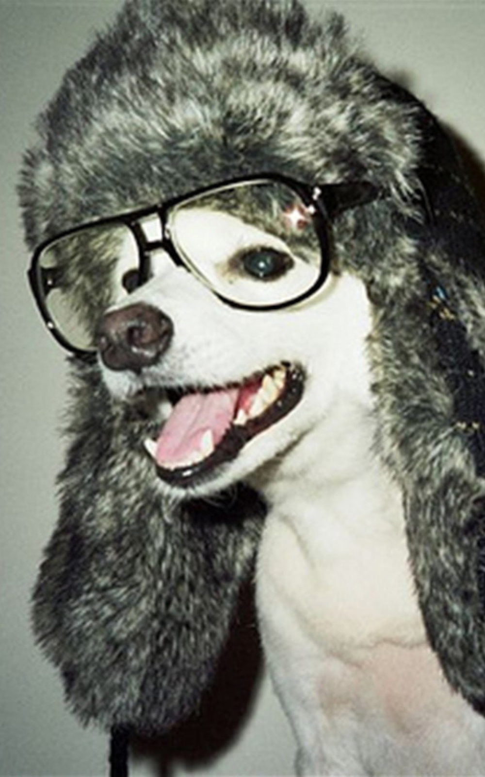 Cute Dogs With Glasses Wallpapers