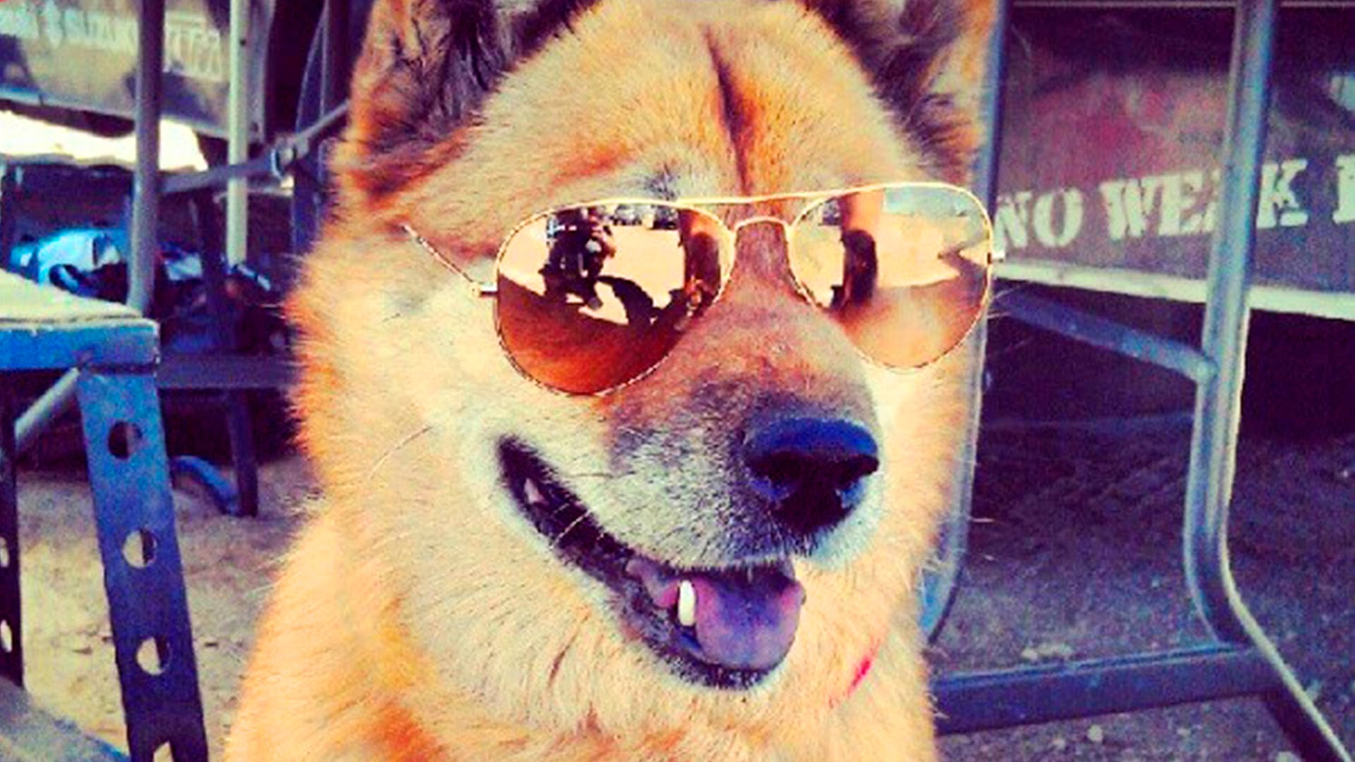 Cute Dogs With Glasses Wallpapers