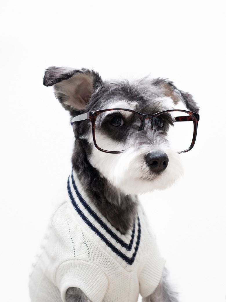 Cute Dogs With Glasses Wallpapers