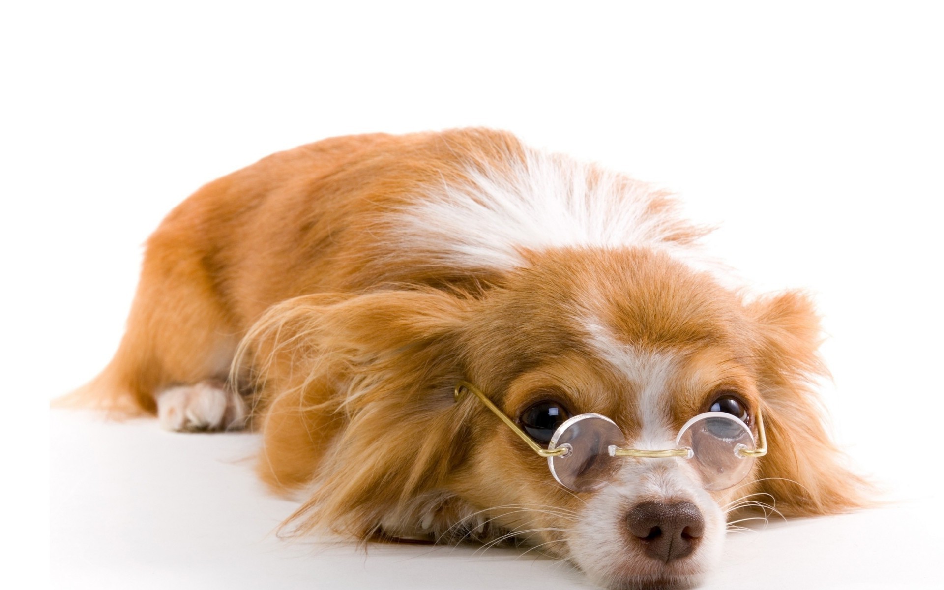 Cute Dogs With Glasses Wallpapers