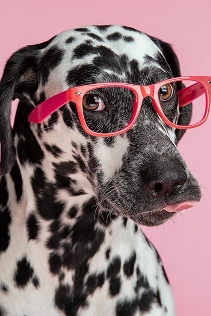 Cute Dogs With Glasses Wallpapers