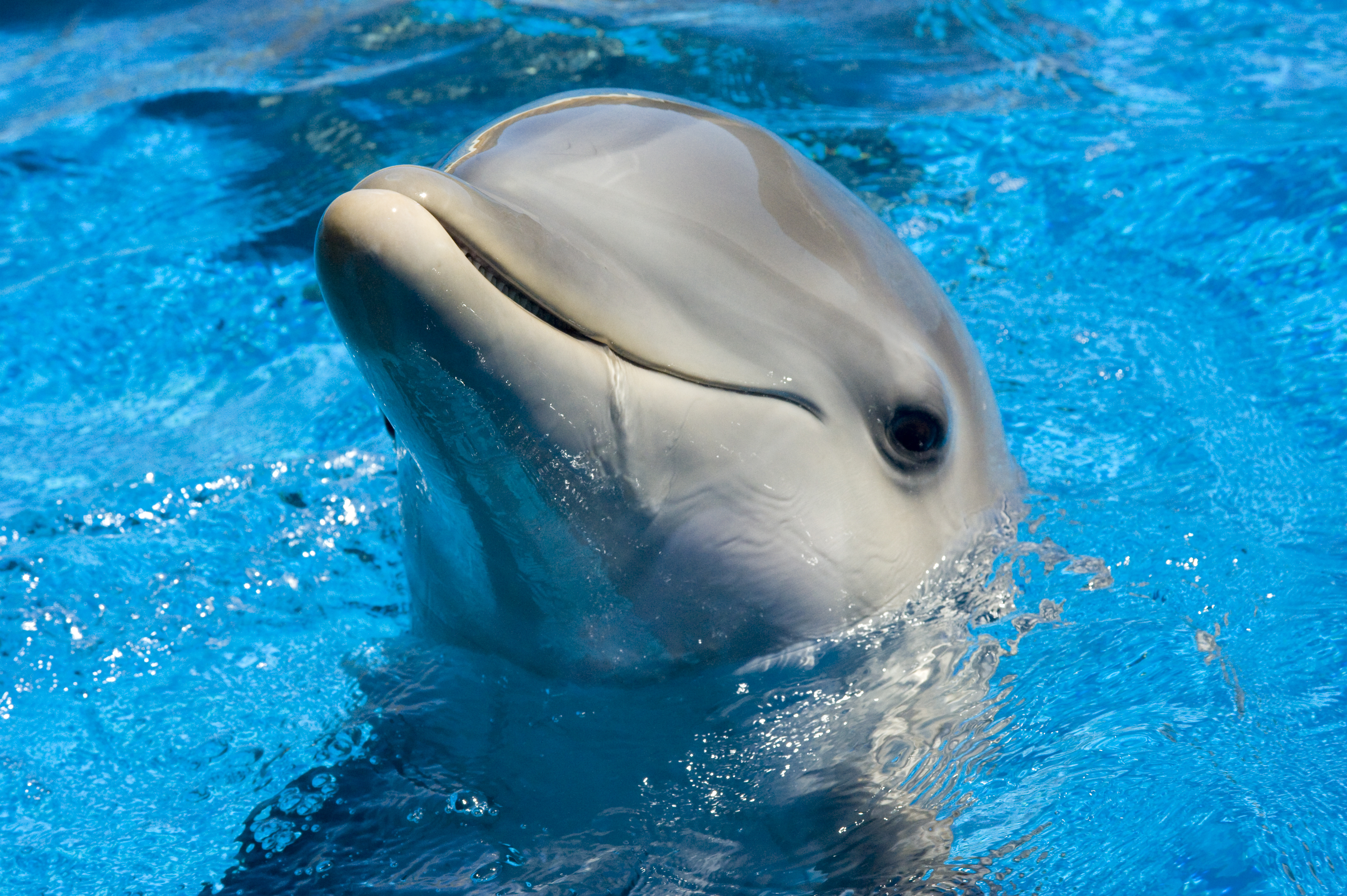 Cute Dolphin Wallpapers