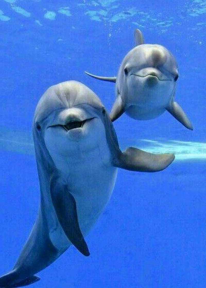 Cute Dolphin Wallpapers