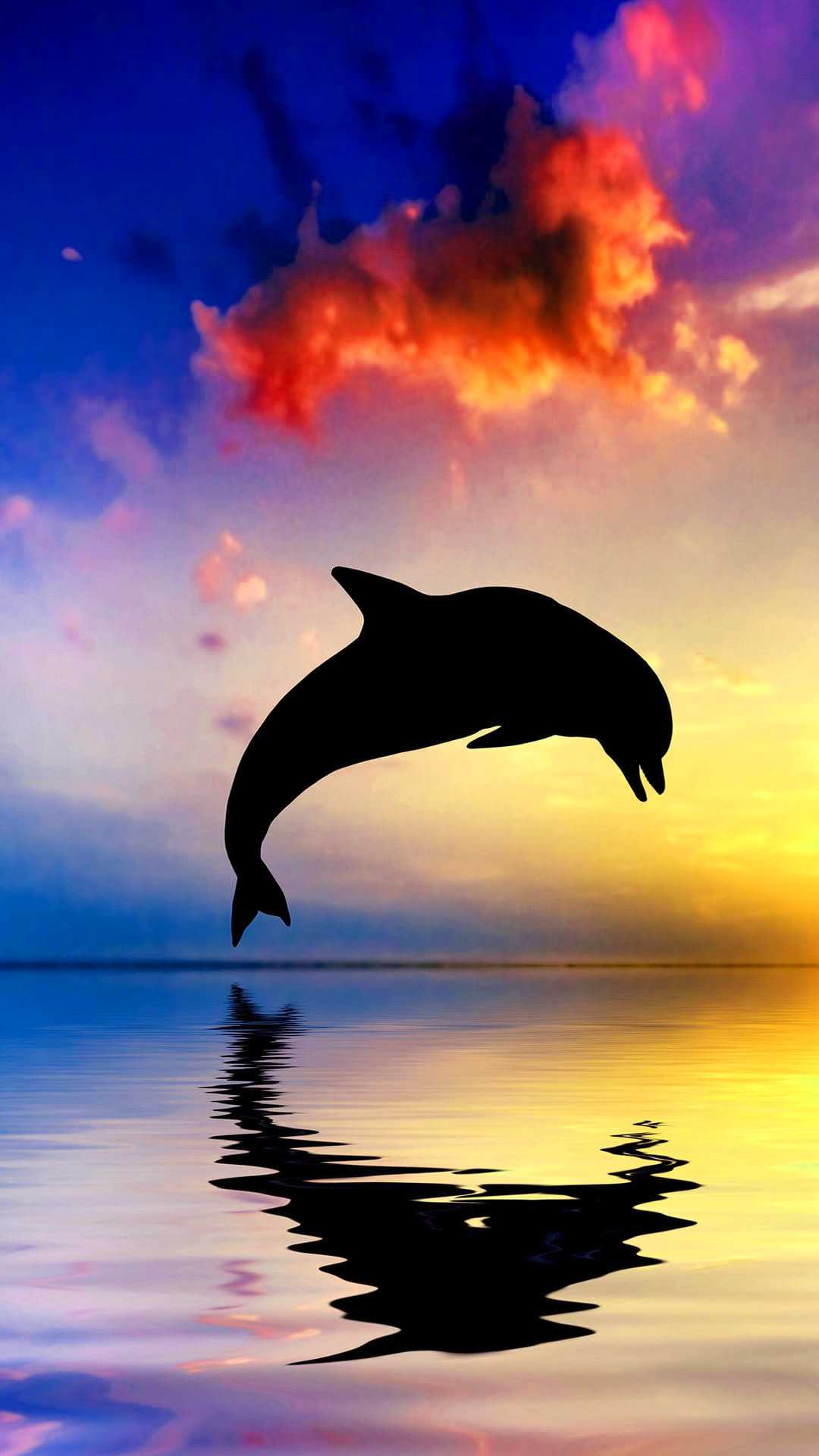 Cute Dolphin Wallpapers