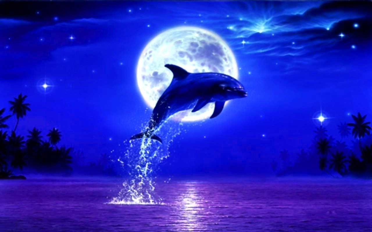 Cute Dolphin Wallpapers