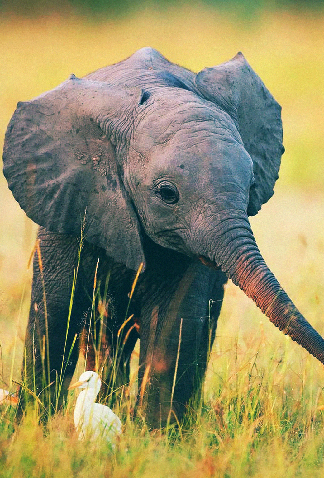 Cute Elephant Iphone Wallpapers Wallpapers