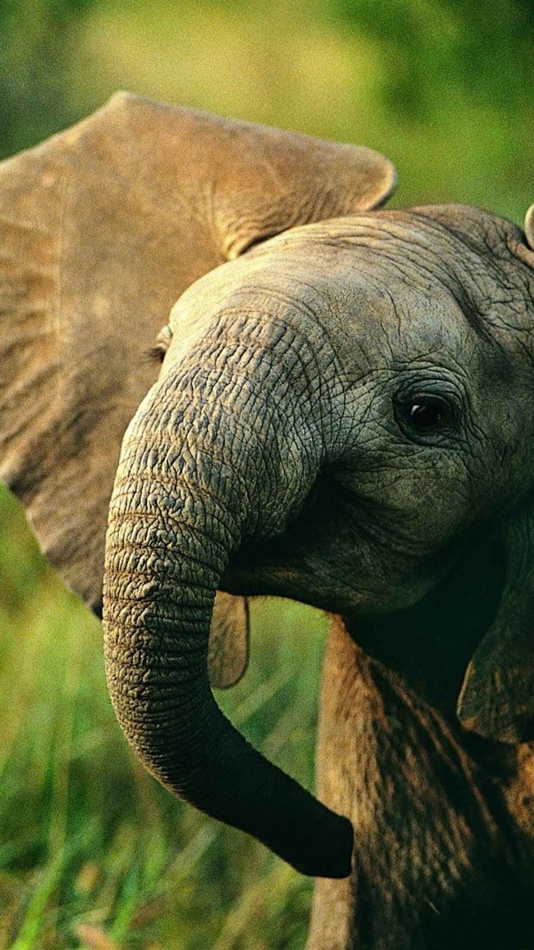Cute Elephant Iphone Wallpapers Wallpapers