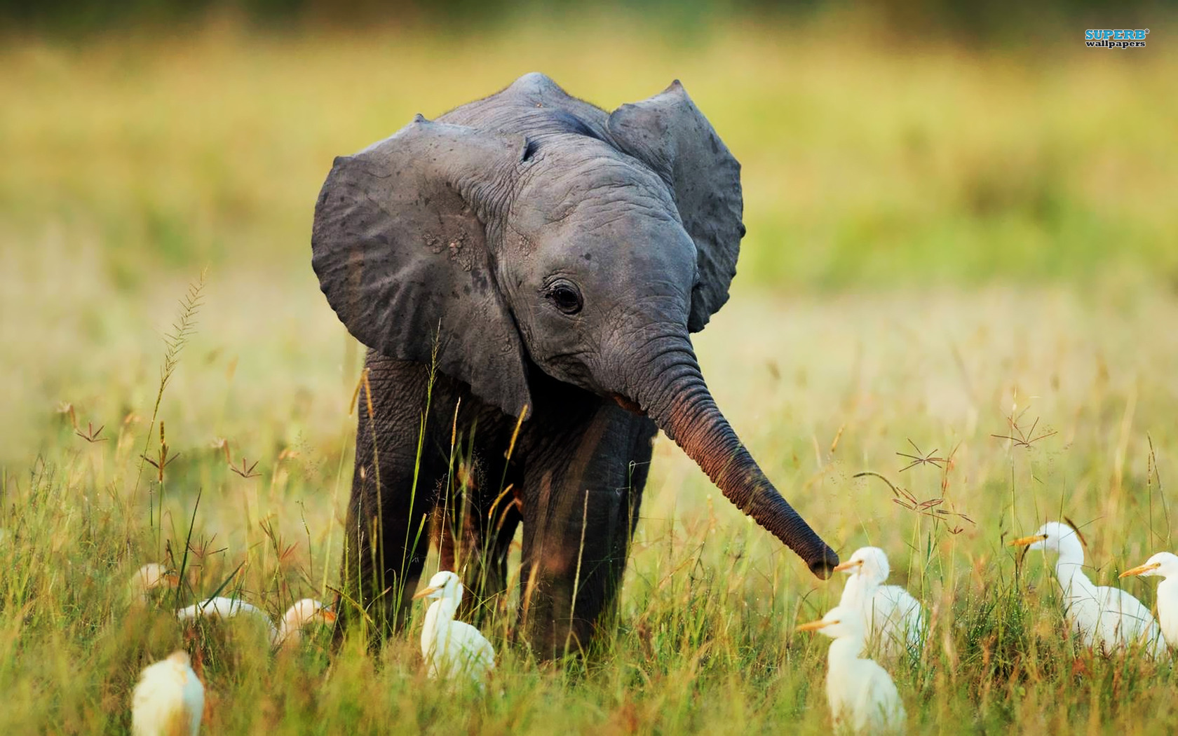 Cute Elephant Wallpapers Wallpapers