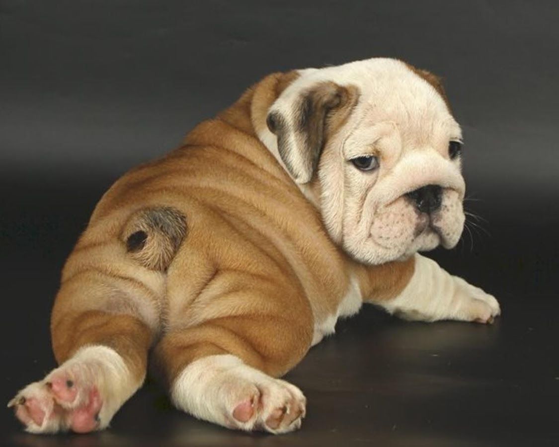 Cute English Bulldogs Wallpapers