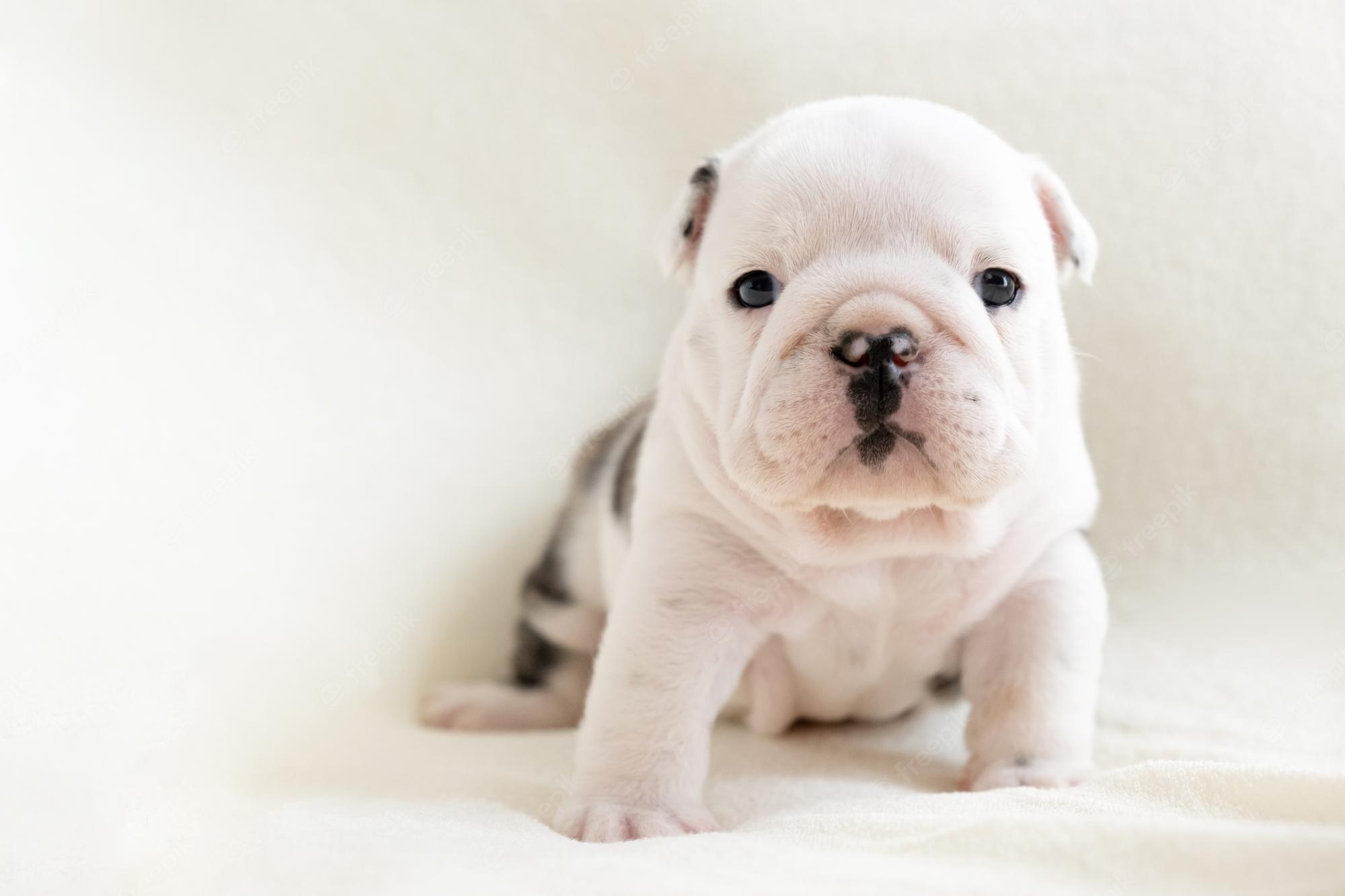 Cute English Bulldogs Wallpapers