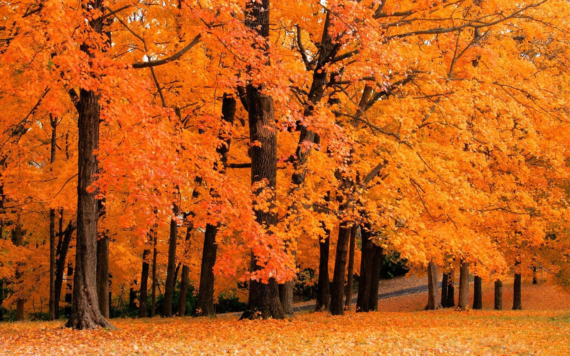 Cute Fall Computer Wallpapers Wallpapers