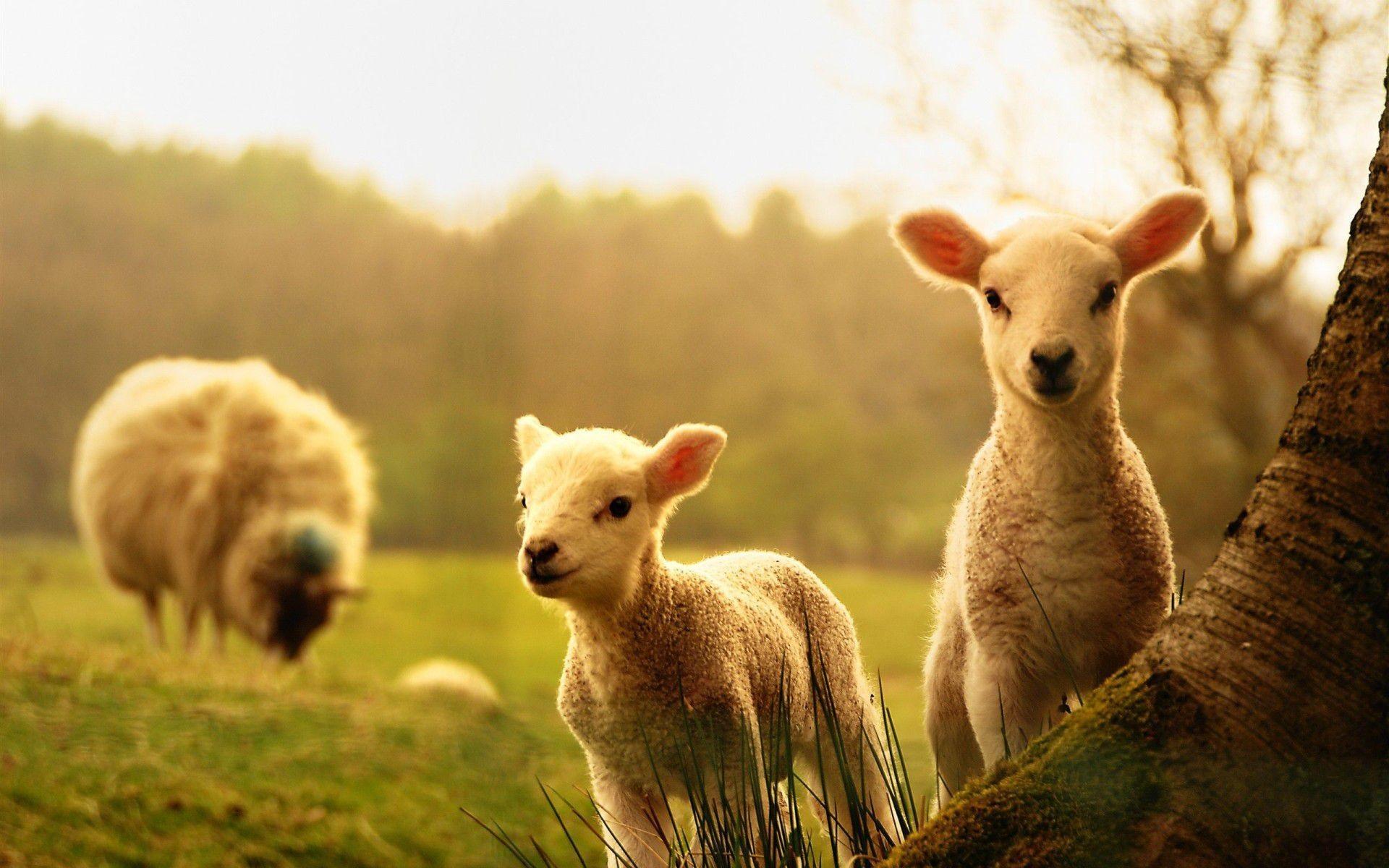 Cute Farm Desktop Wallpapers