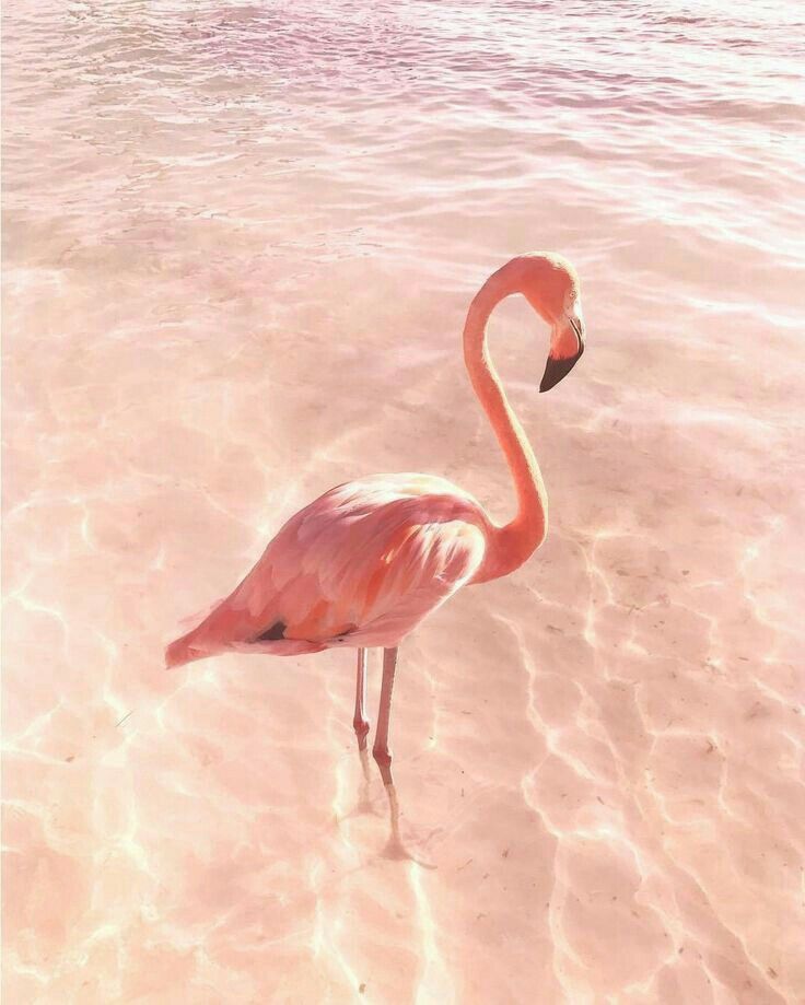 Cute Flamingo Wallpapers