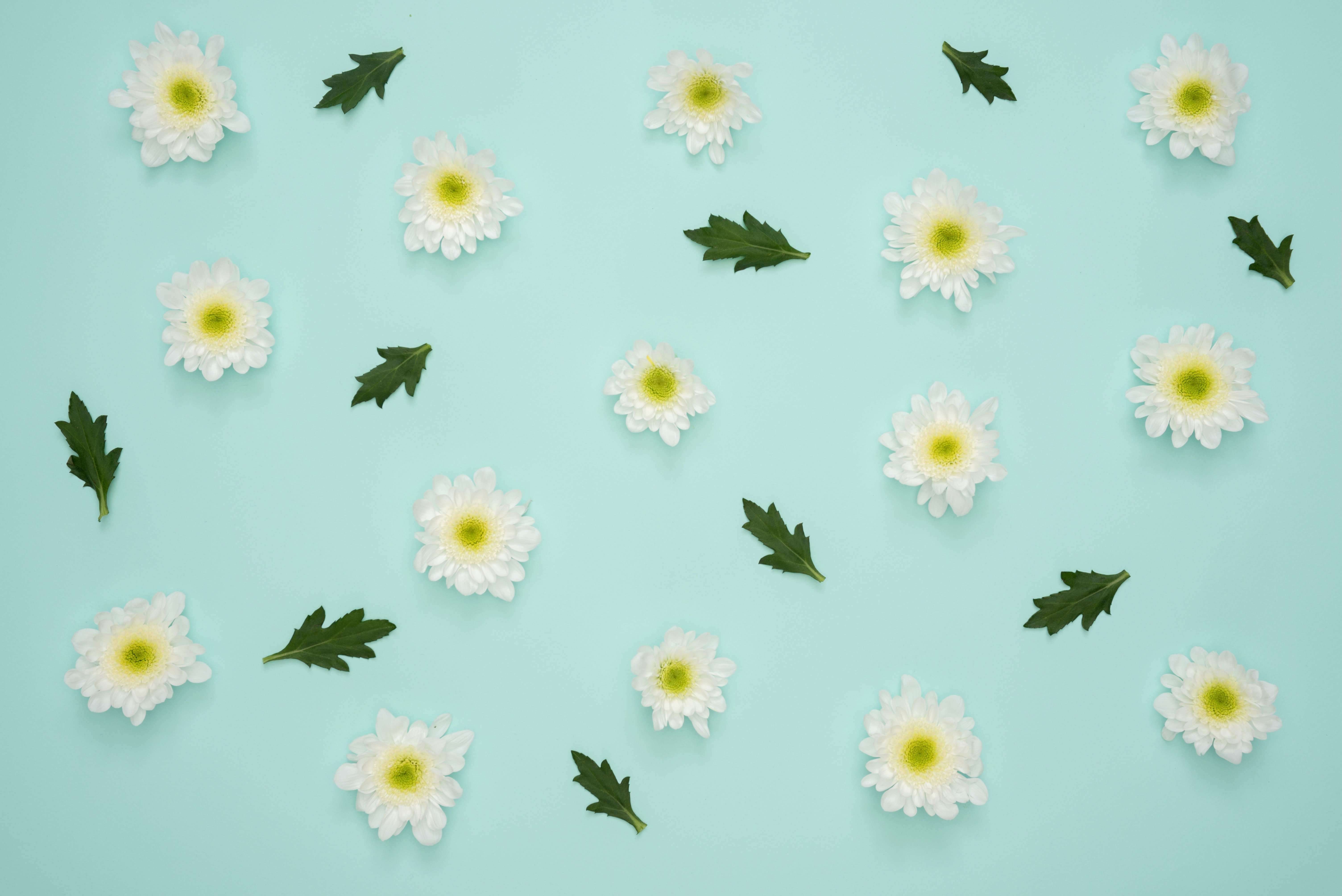 Cute Flower Design Wallpapers