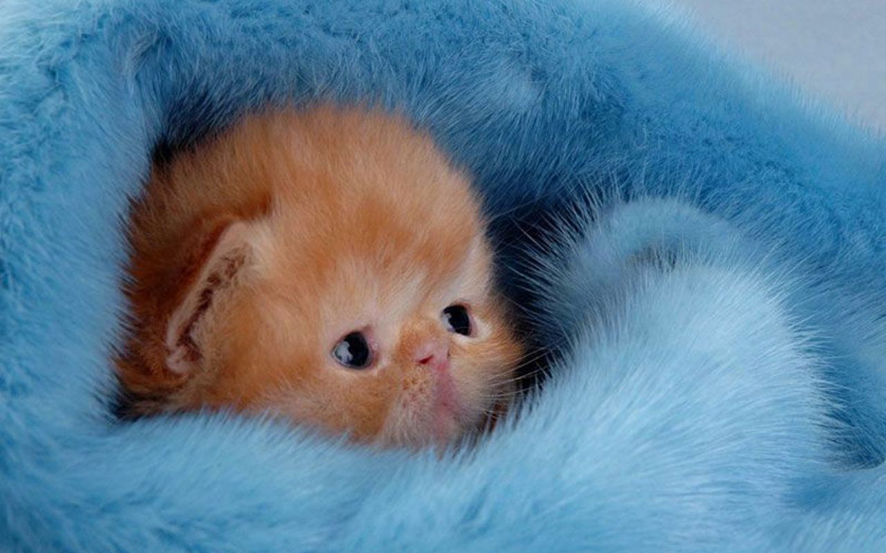 Cute Fluffy Things Wallpapers