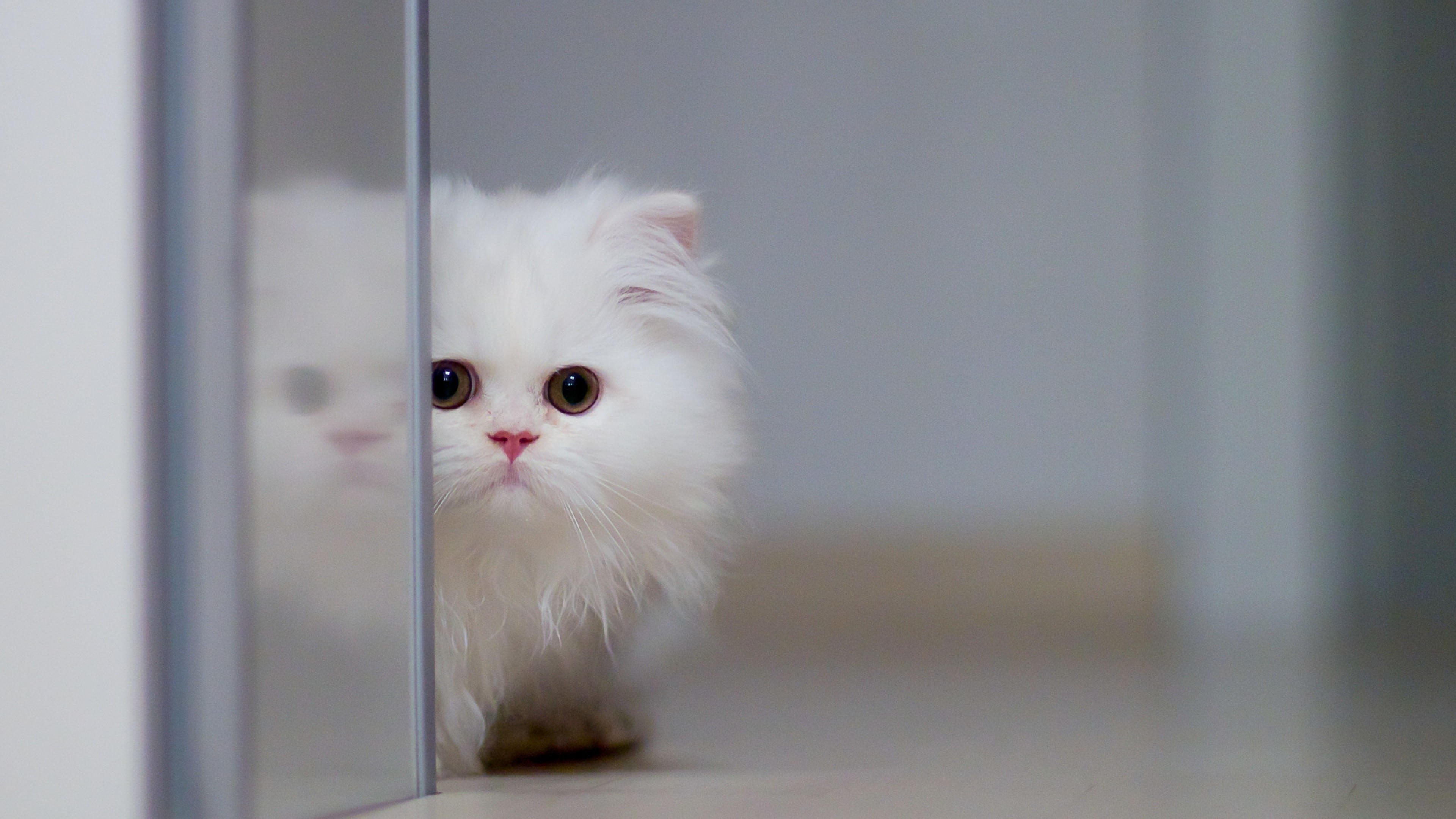 Cute Fluffy Things Wallpapers