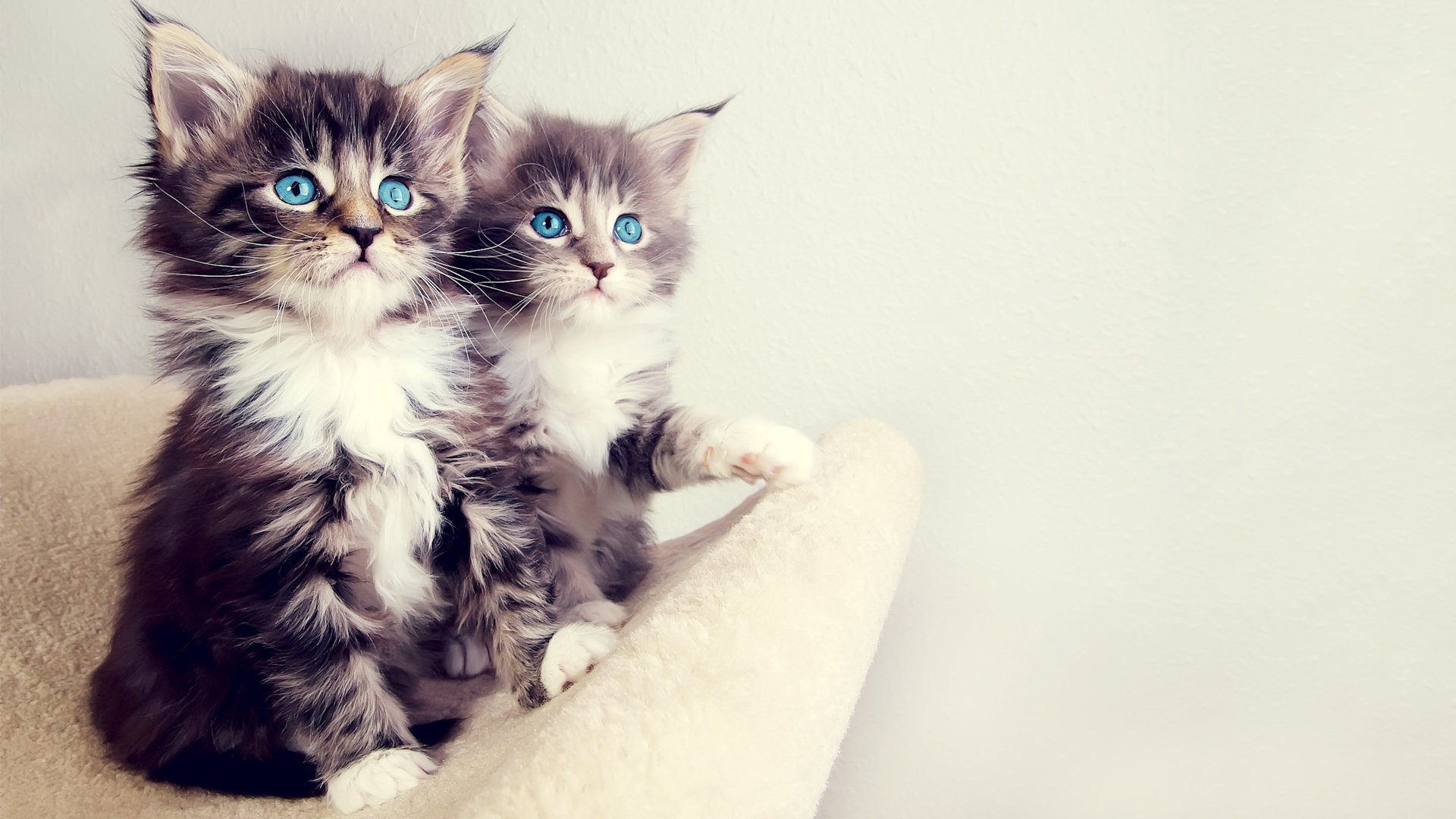 Cute Fluffy Things Wallpapers