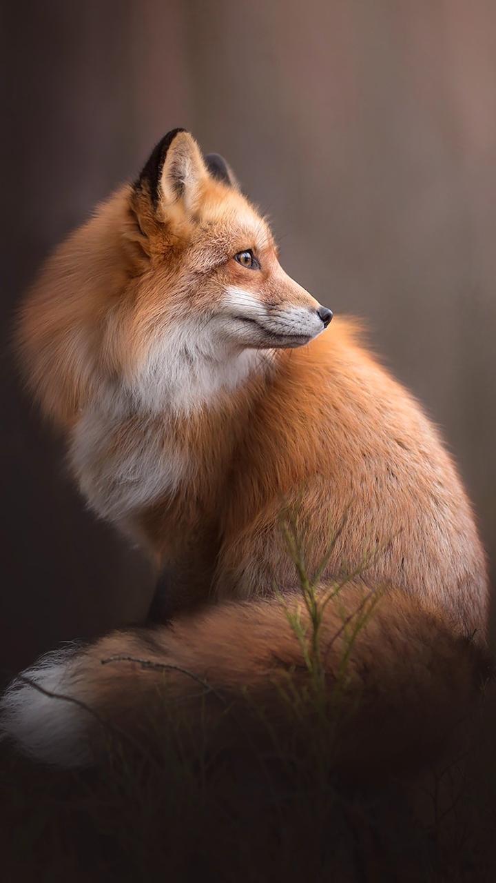 Cute Fox Phone Wallpapers Wallpapers