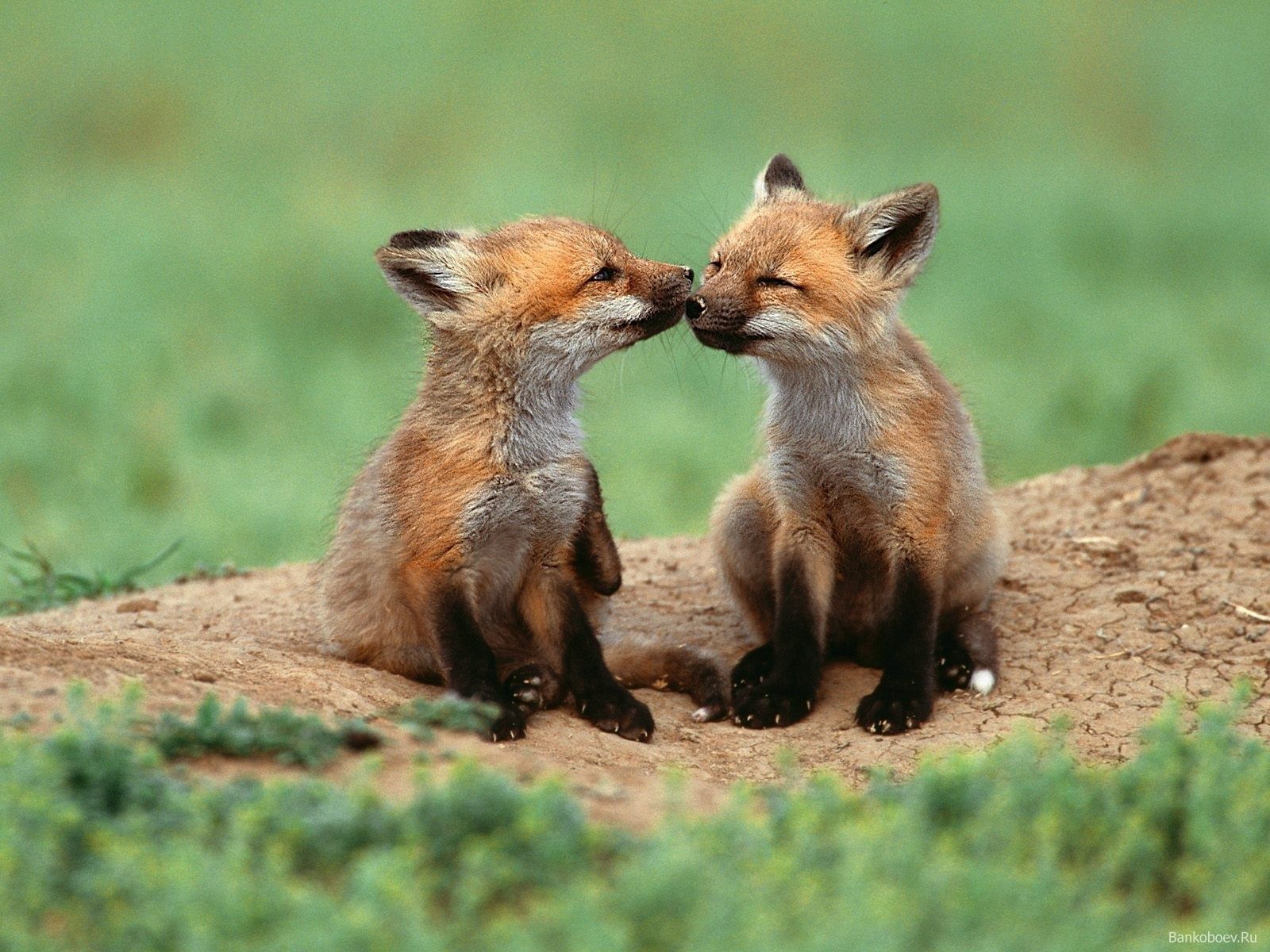 Cute Fox Wallpapers