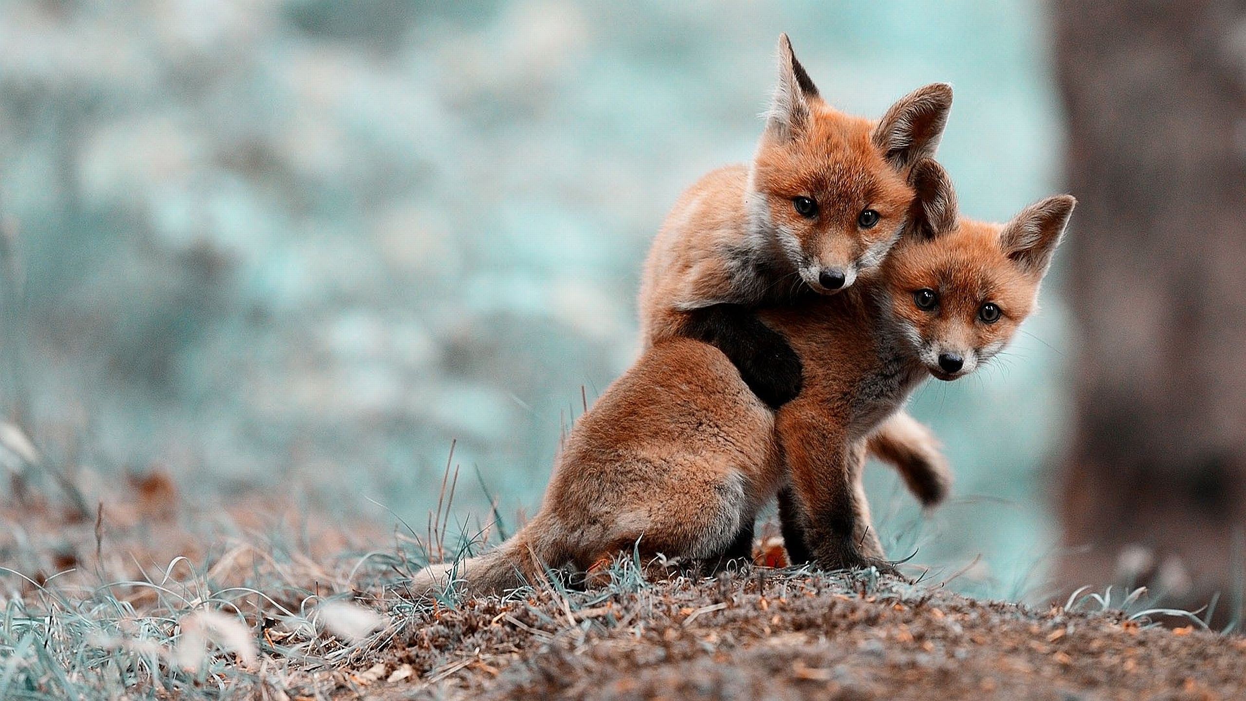 Cute Fox Wallpapers Wallpapers