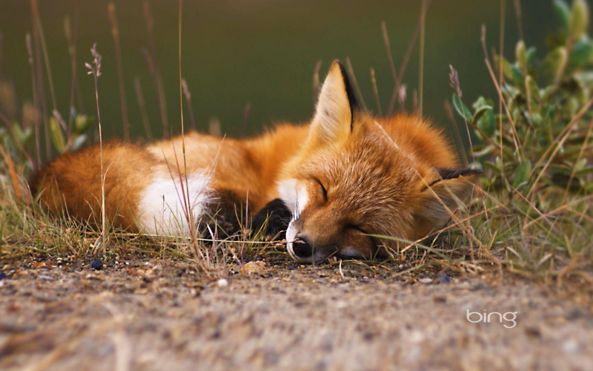 Cute Fox Wallpapers Wallpapers