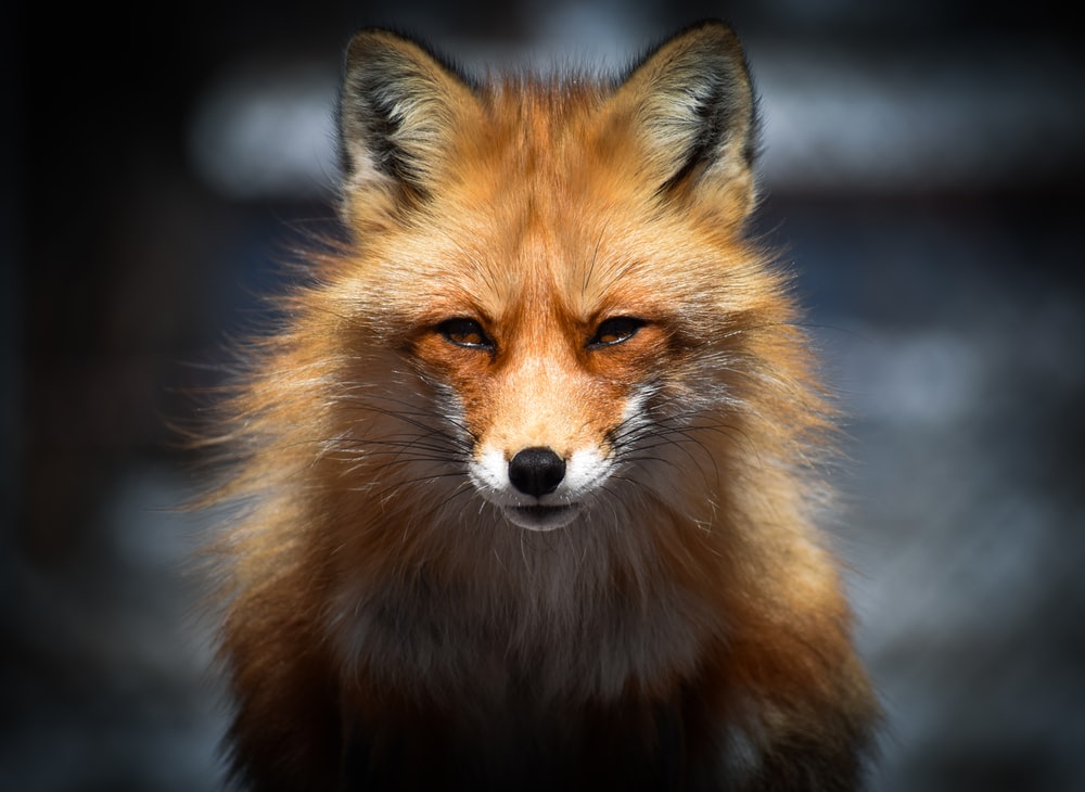 Cute Fox Wallpapers Wallpapers