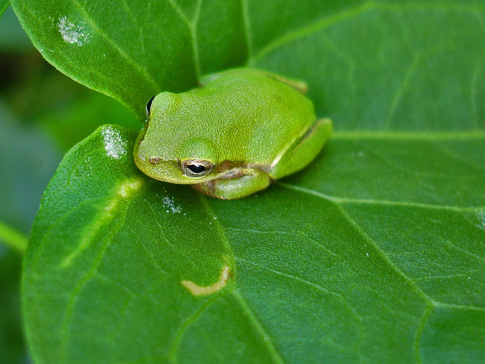 Cute Frogs Wallpapers