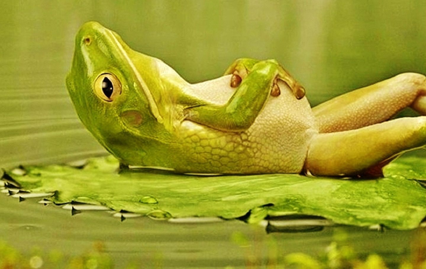 Cute Frogs Wallpapers