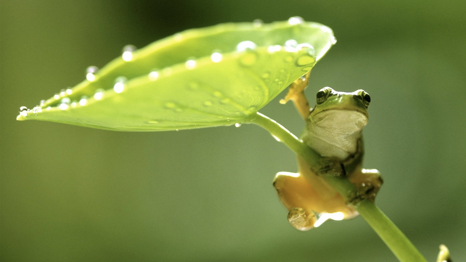 Cute Frogs Wallpapers