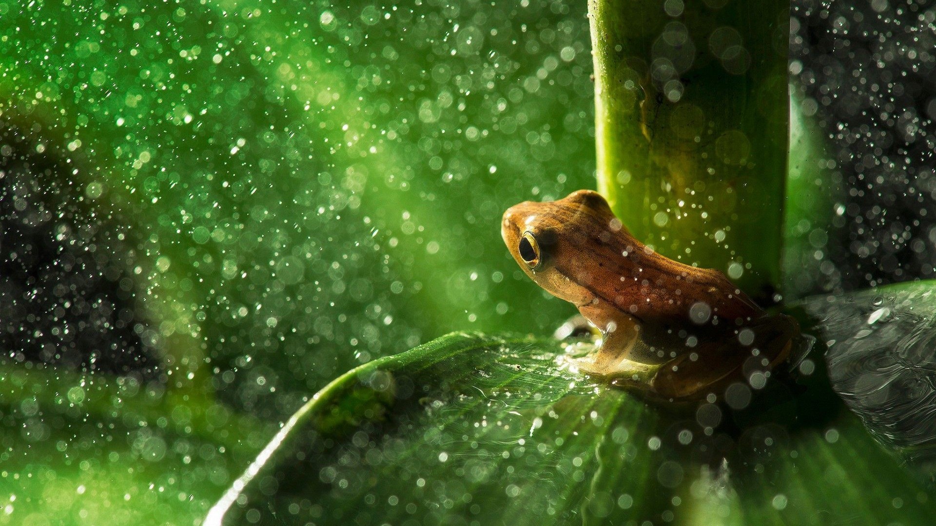 Cute Frogs Wallpapers