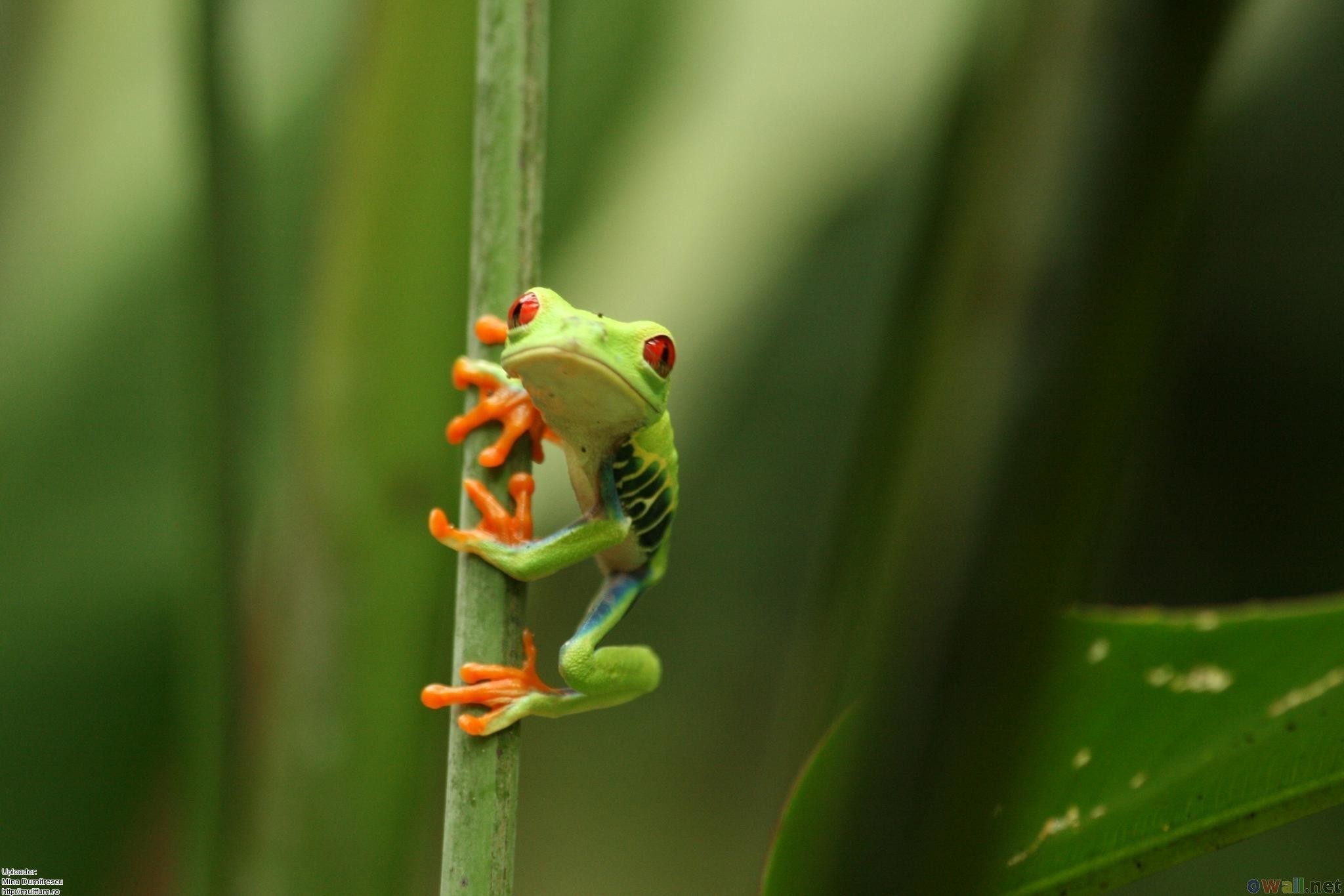 Cute Frogs Wallpapers