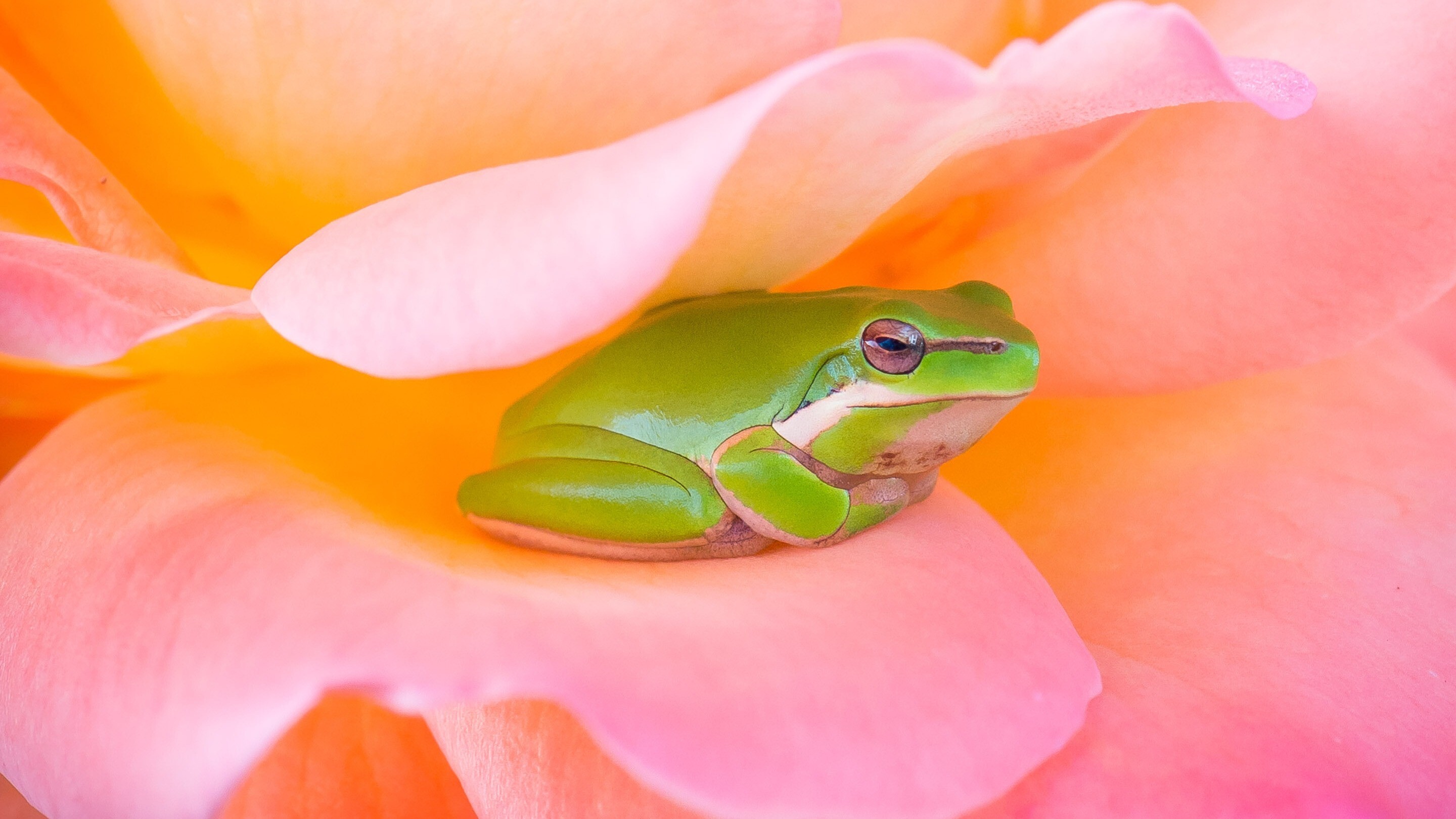 Cute Frogs Wallpapers